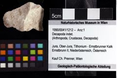 Foto (Objket + Etiketten) von Decapoda indet. 